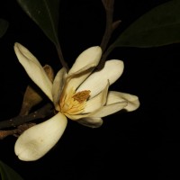 Magnolia nilagirica (Zenker) Figlar